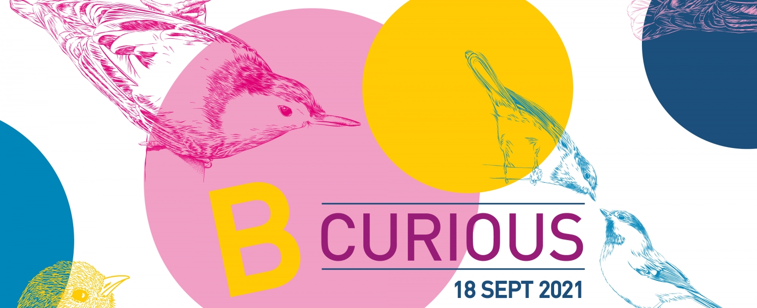 Bcurious 2021